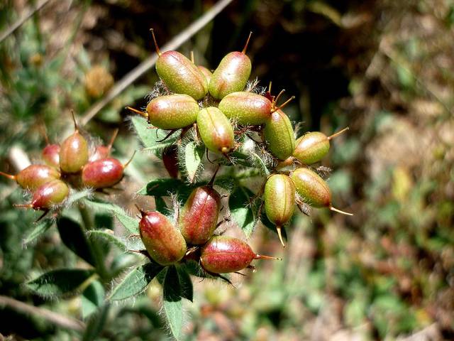 Dorycnium hirsutum : fructifications