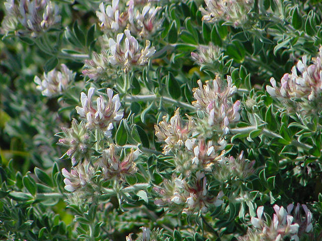 Dorycnium hirsutum : fleurs