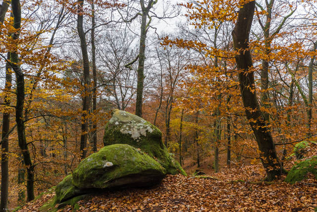 Forêt de Fontainebleau