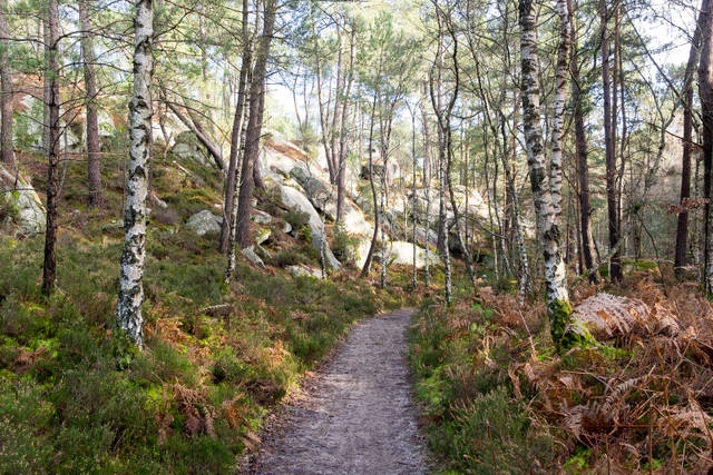 Forêt de Fontainebleau