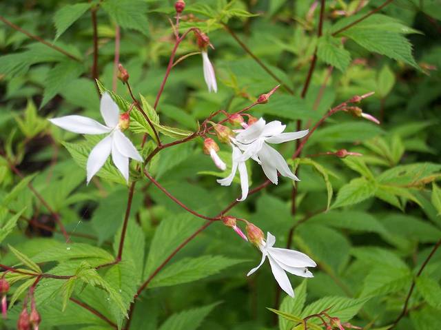 Gillenia trifoliata : fleurs