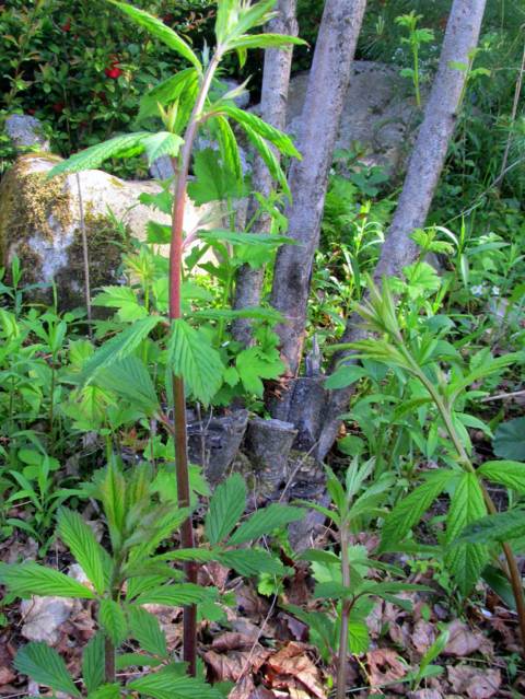 Jeunes tiges de Gillenia trifoliata 'Pink Profusion'