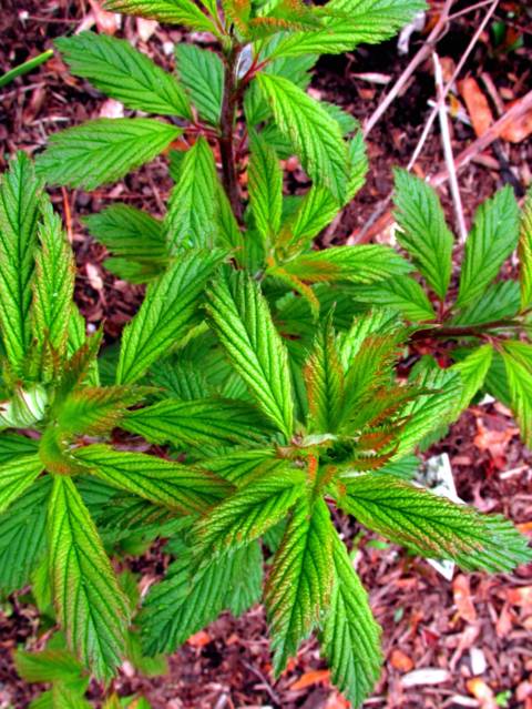 Gillenia trifoliata 'Pink Profusion' : jeunes feuilles