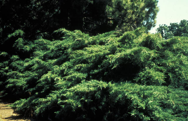 Juniperus 