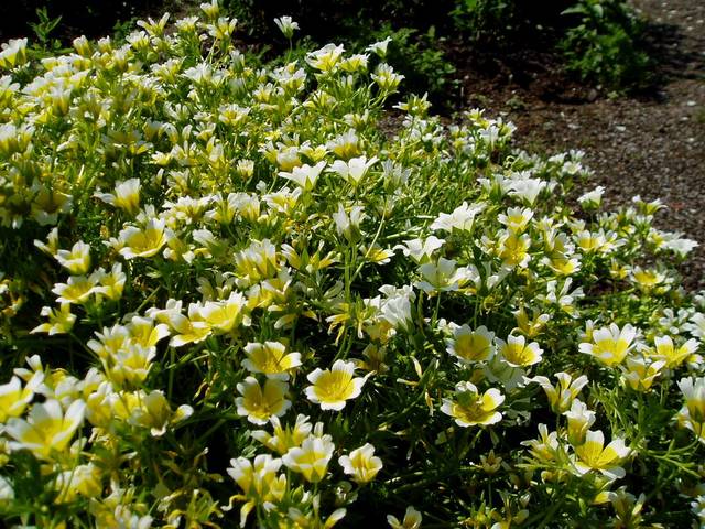 Limnanthes douglasii