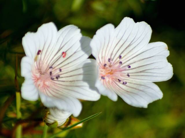 Limnanthes douglasii subsp. rosea