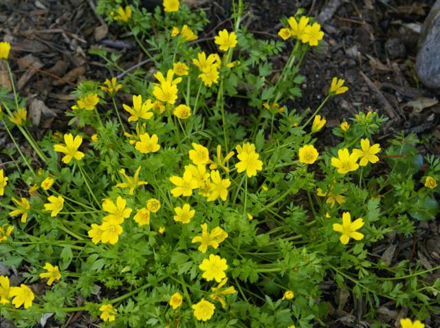 Limnanthes douglasii var. sulphurea