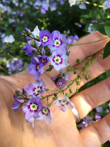 Parahebe catarractae 'Delight' : fleurs