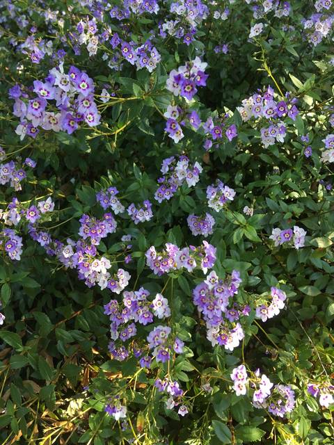 Parahebe catarractae 'Delight'