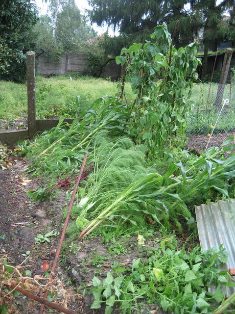 Dégâts au potager après l'orage