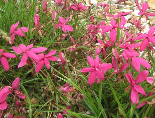 Rhodohypoxis baurii 'Tetra Rose'