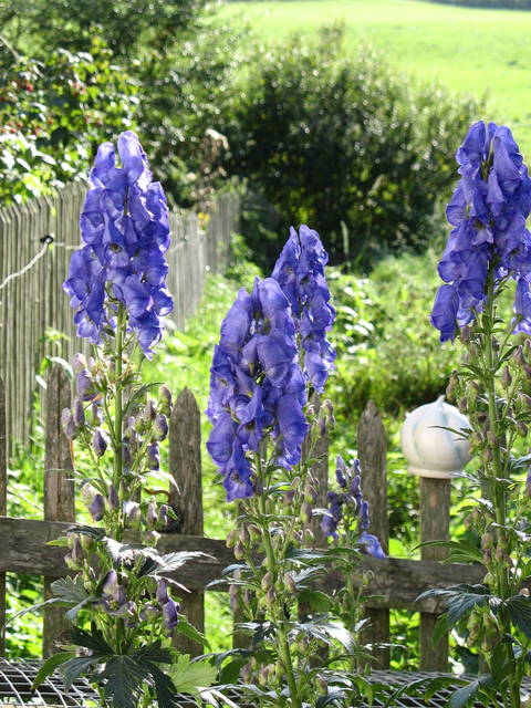 Aconitum carmichaelli