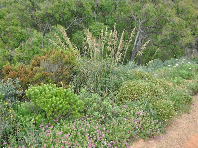 Ampelodesmos mauritanicus parmi des plantes exotiques