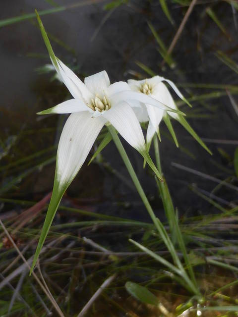 Rhynchospora latifolia