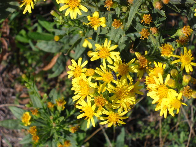 Dittrichia viscosa, inule visqueuse