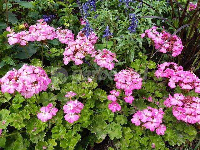 Pelargonium zonale rose