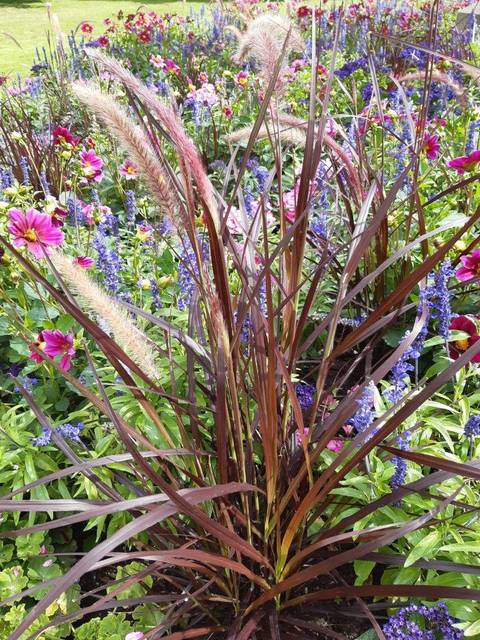Pennisetum pourpre