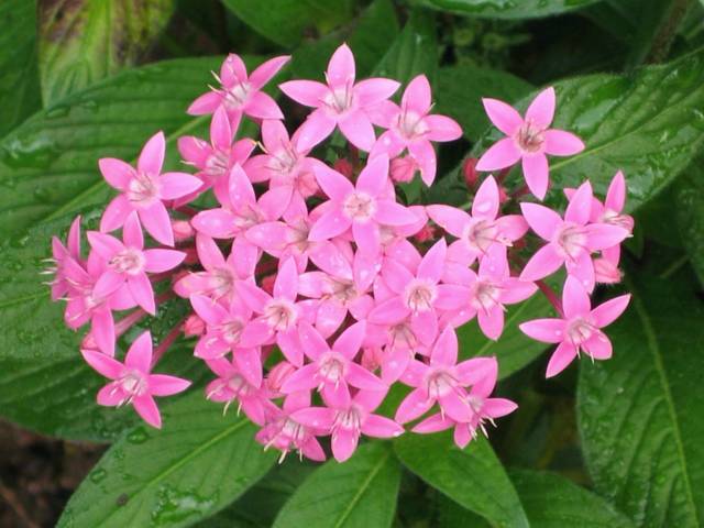 Pentas lanceolata rose