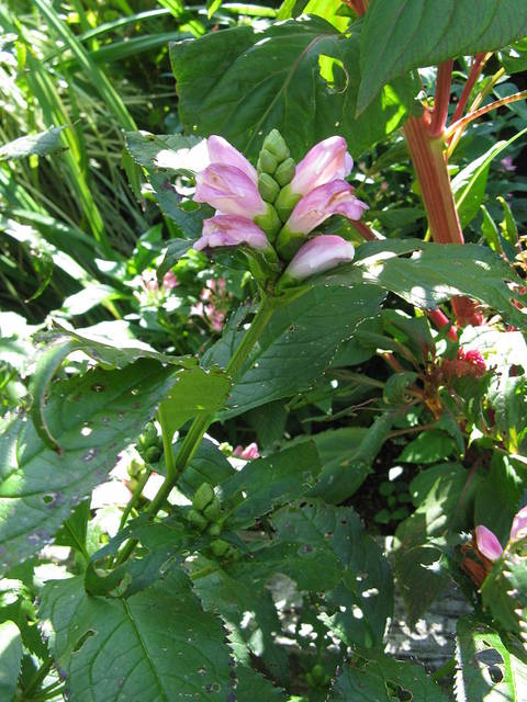 Galane, Chelone lyonii