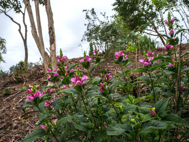 Chelone lyonii