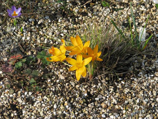 Crocus jaune d'automne, Vendangeuse, Sternbergia lutea : planter, cultiver,  multiplier