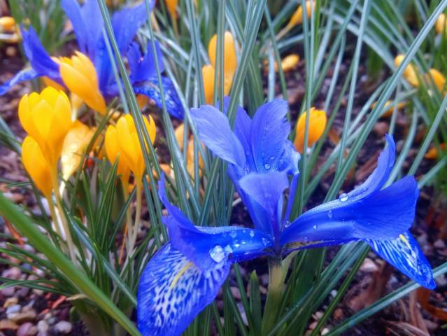 Crocus d'Ankara et iris réticulés