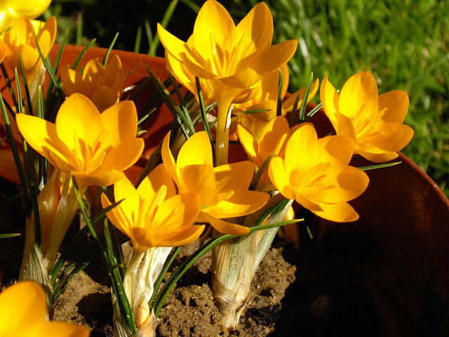 Crocus ancyrensis, crocus d'Ankara