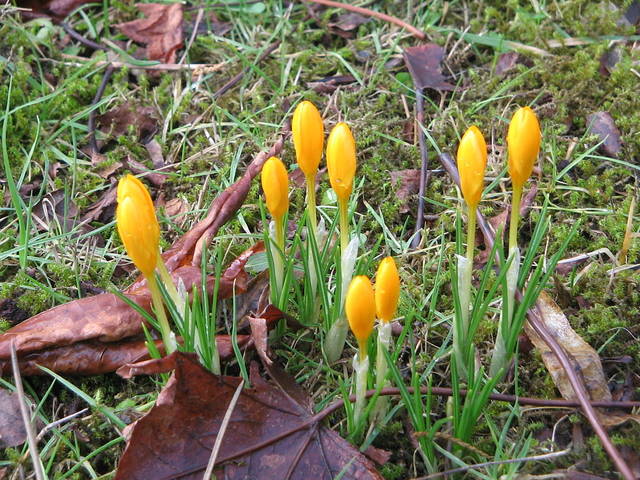Crocus ancyrensis, crocus d'Ankara