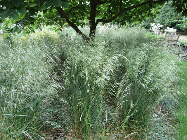 Deschampsia cespitosa sous un arbre