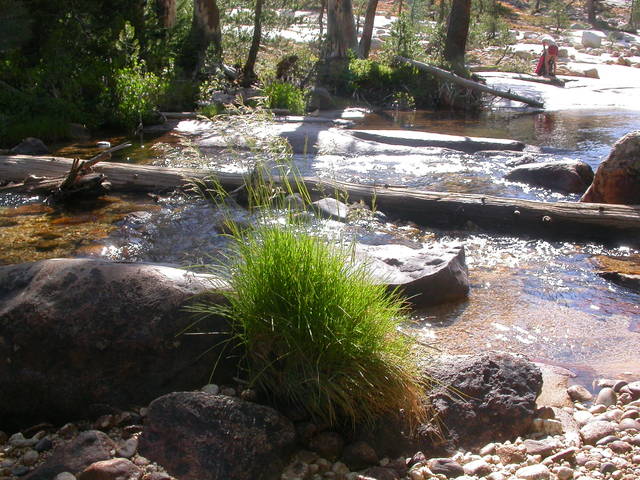 Deschampsia cespitosa au bord d'un cours d'eau