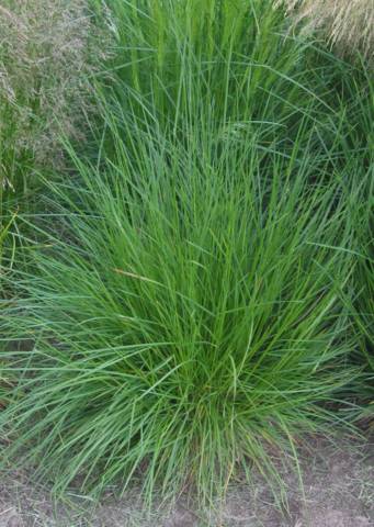 Deschampsia cespitosa : feuillage