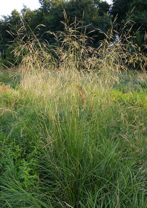 Deschampsia cespitosa