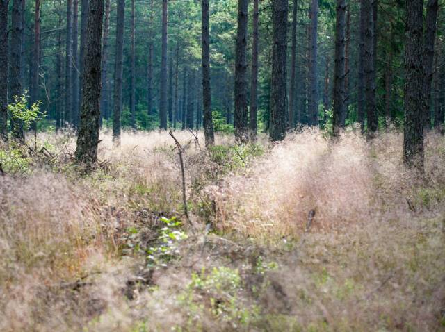 Deschampsia flexuosa en sous-bois sec