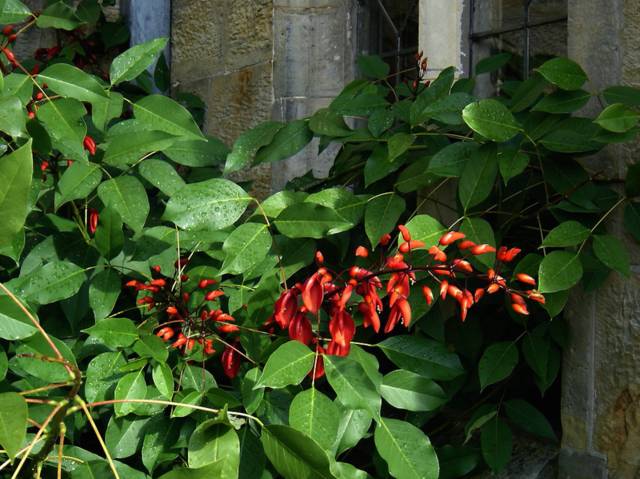 Erythrina crista-galli cultivé sous nos climats