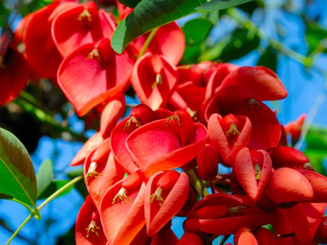 Erythrina crista-galli : fleurs