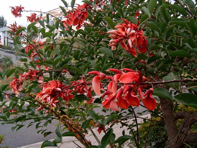 Erythrina crista-galli : rameaux fleuris