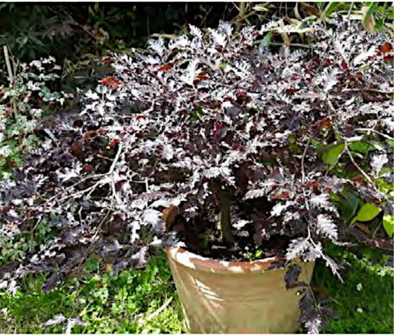 Fagus 'Rohan Weeping'