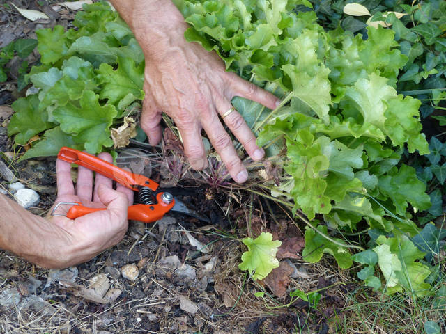 Récupération de pousse d'heuchère