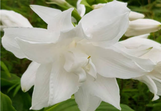 Hosta plantaginea 'Venus'