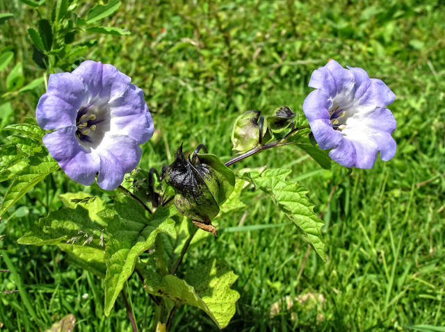Nicandra physaloides : fleurs
