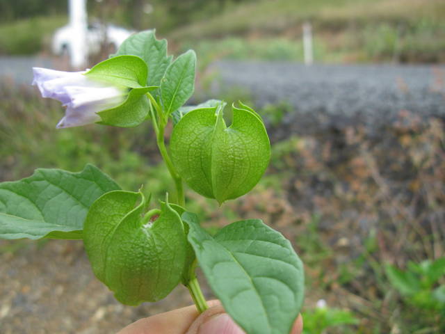 Nicandra physaloides : fruits