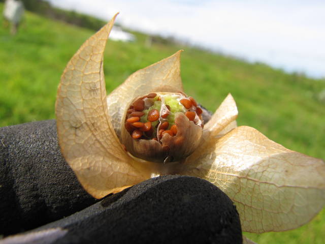 Nicandra physaloides : graines 