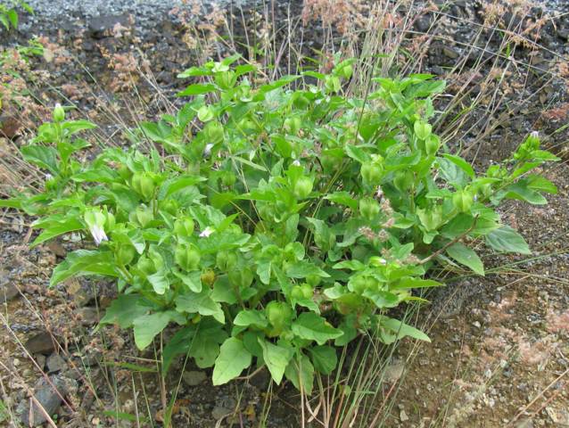 Nicandra physaloides