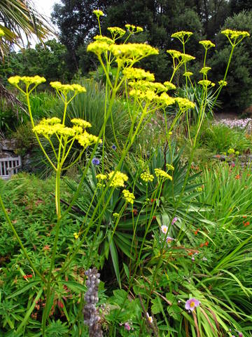 Patrinia : plantation, culture, entretien