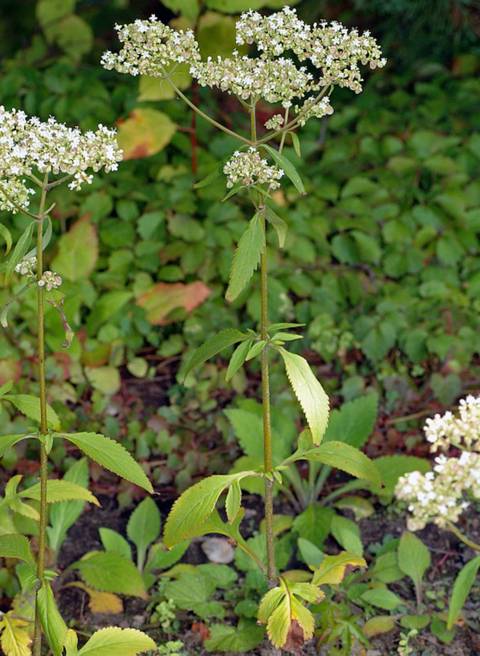 Patrinia villosa