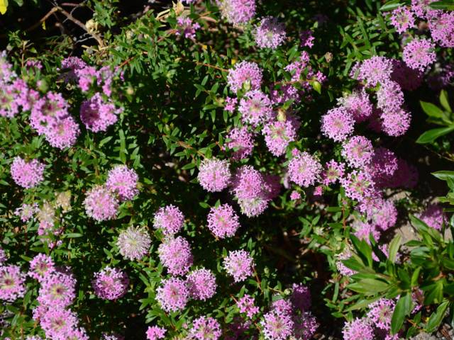 Pimelea ferruginea : fleurs 