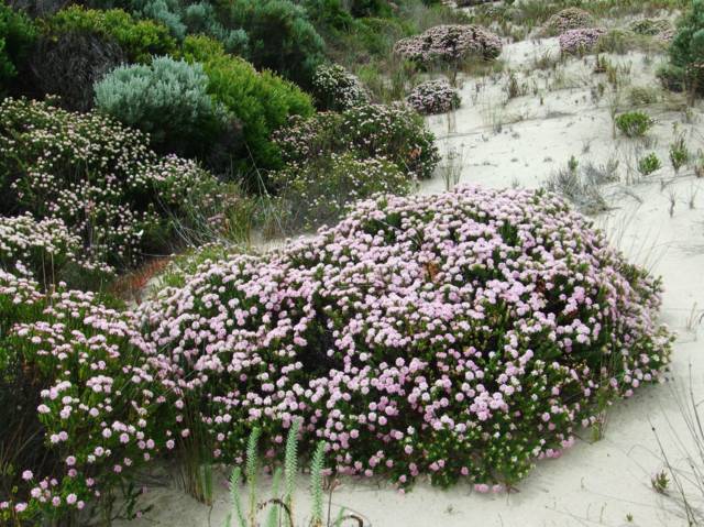 Pimelea ferruginea dans son milieu naturel