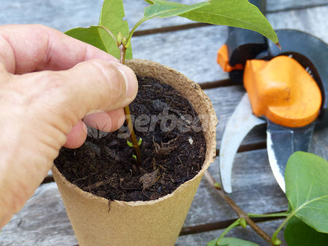 Bouturer Le Lilas : Quand Et Comment Faire