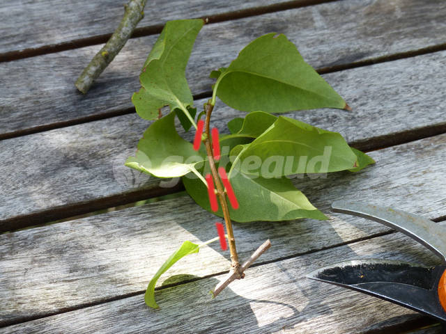 Suppression des feuilles de base