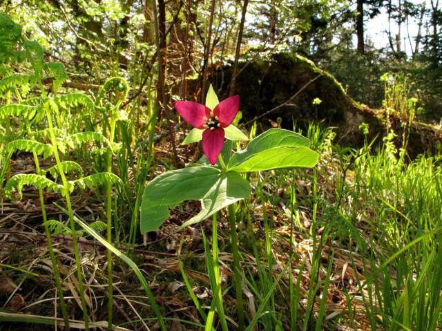 Trillium erectum